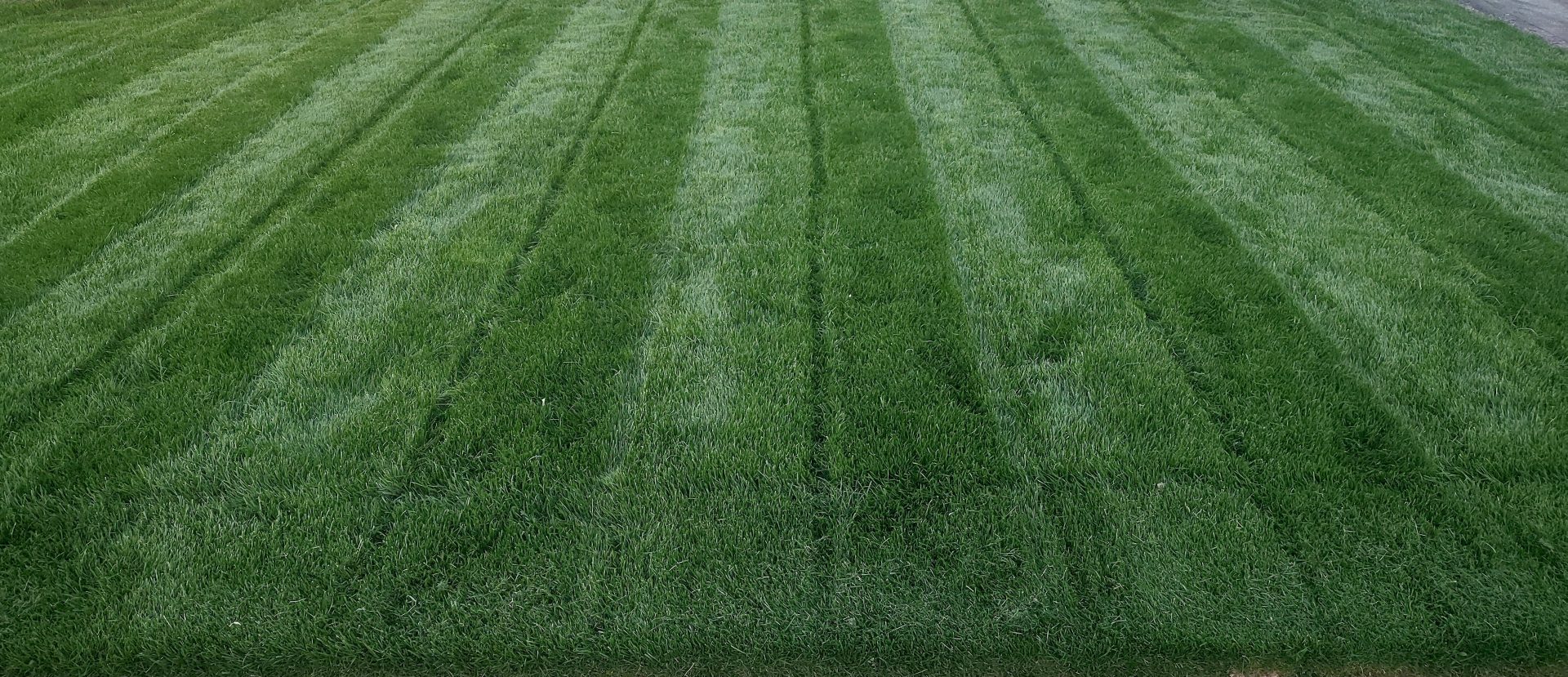 3 Reasons why you should roll your lawn