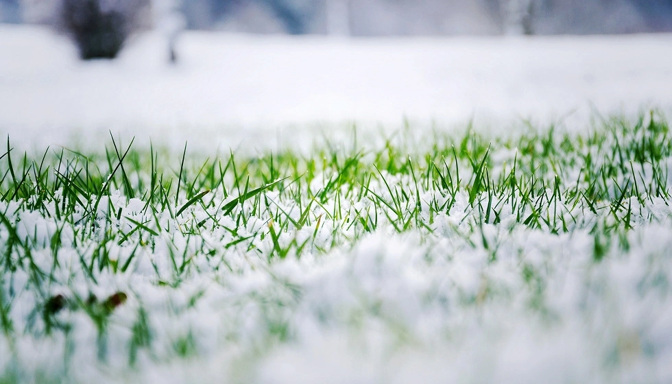 Top Lawn Care Mistakes to Avoid in the Winter Months